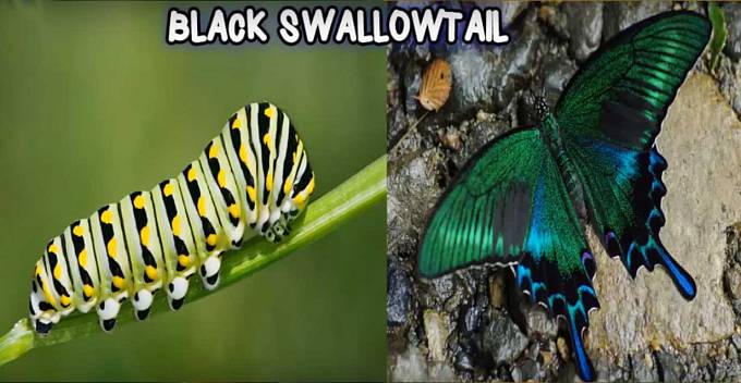 Black Swallowtail