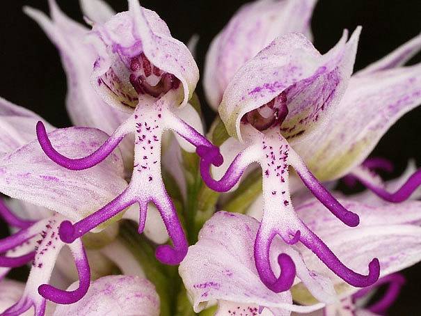 Orchis italica