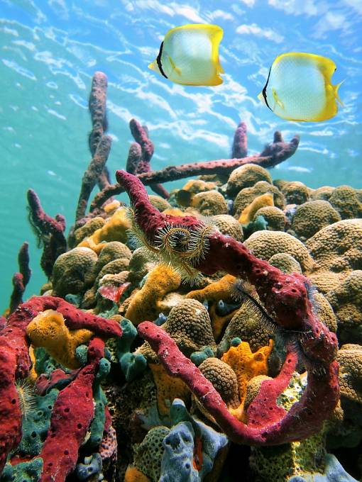 Podmořský život je jedním z největších lákadel Barbadosu.