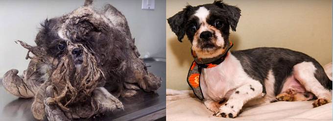 Rasty, pes, ze kterého museli odstranit dvě kila zplstnatělých chlupů, než bylo vůbec poznat, že je to pejsek.