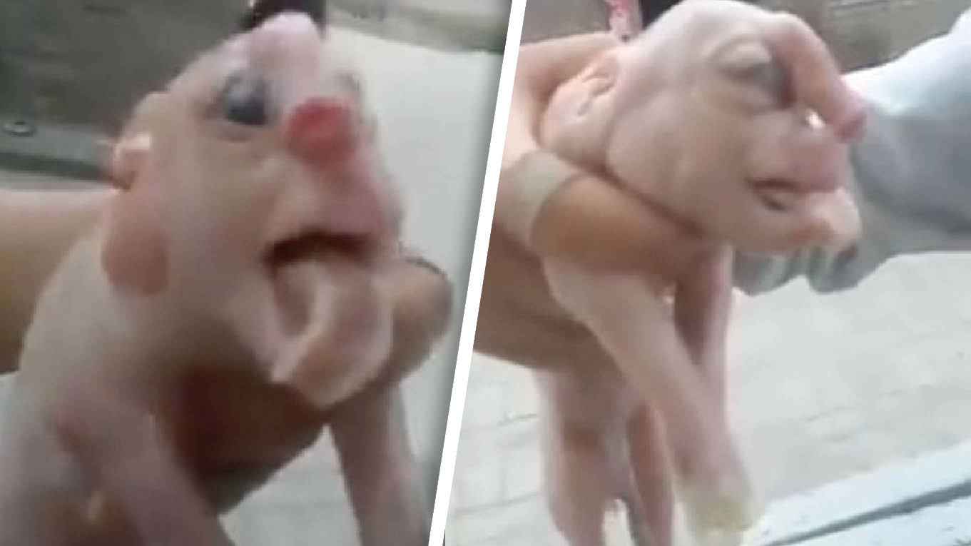 Video: Prasátko se narodilo s lidským obličejem a PENISEM NA ČELE! - Šíp
