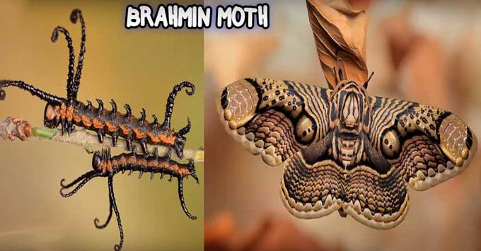 Brahmin Moth