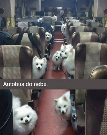 Autobus plný lásky.