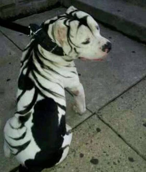 Pes, nebo zebra? 