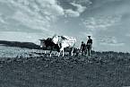 Na polích a vůbec v zemědělství našlo za Masaryka práci mnoho milionů lidí.