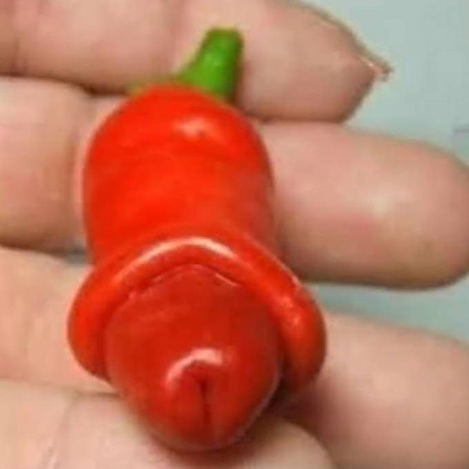 Red Hot Chilli Penis