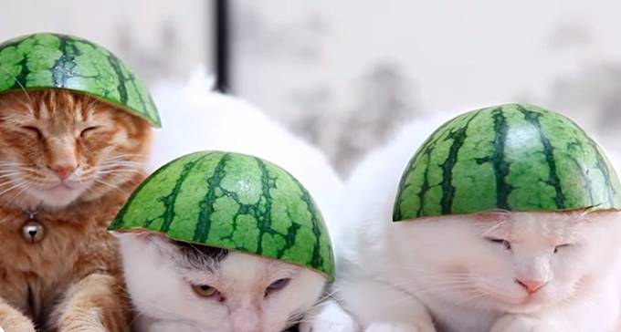 Kočičky relaxující v melounu. 