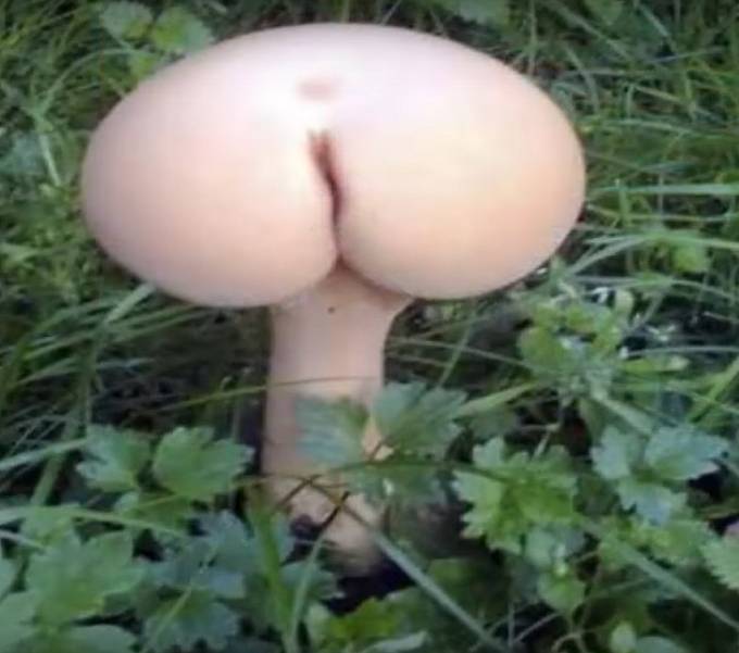 To je ale sexy...houba.