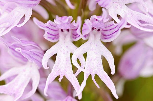 Orchis italica