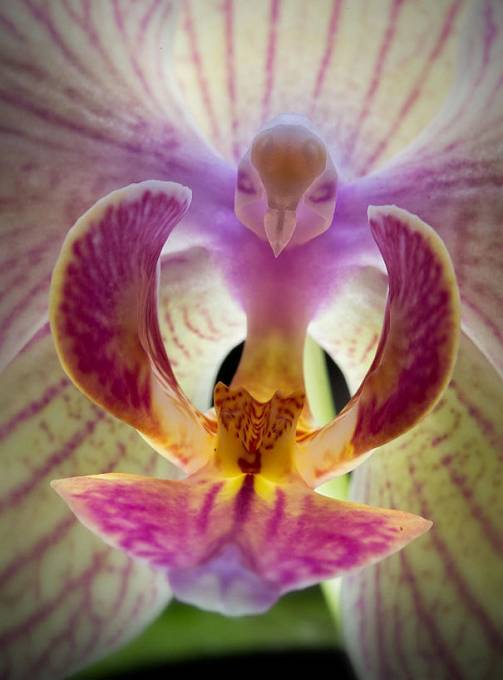 Orchidej Phalaenopsis