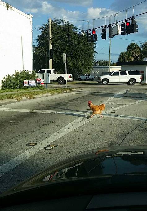 Znáš ten vtip, proč šlo kuře přes silnici?