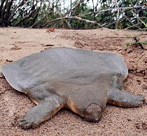 Želva, která vypadá, jako když nemá krunýř. Jde o podivného mutanta. Krunýř sice má, ale podivně zploštěný a celkově srostlý s kůží. Děsivé, že? 