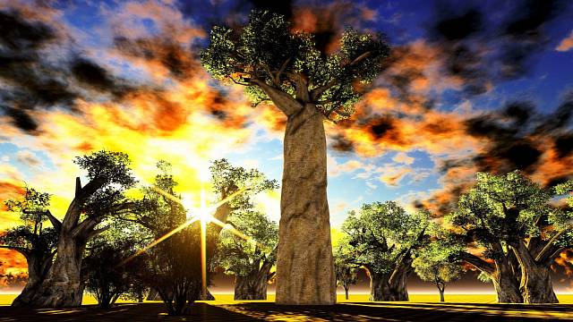 Jedinečné stromy baobaby jsou patrně nejfotografovanější atrakcí Madagaskaru. Díky mohutnému kmeni a malé koruně je každý turista pozná už zdálky.