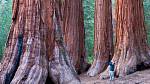 Národní park Sequoia