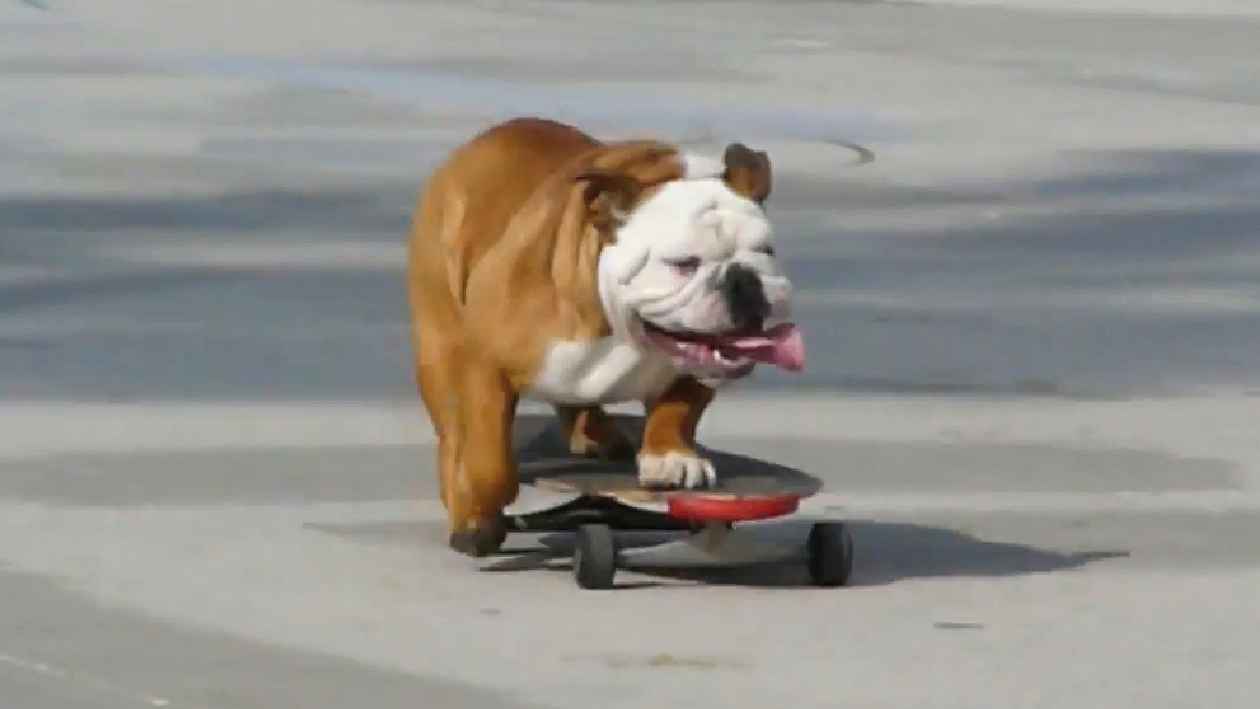 VIDEO: Neuvěřitelné! Pes jezdí na skateboardu jako člověk! - Šíp