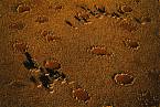 Holinami posetá poušť Namib v Africe. Mohou za to skřítci, nebo termiti?