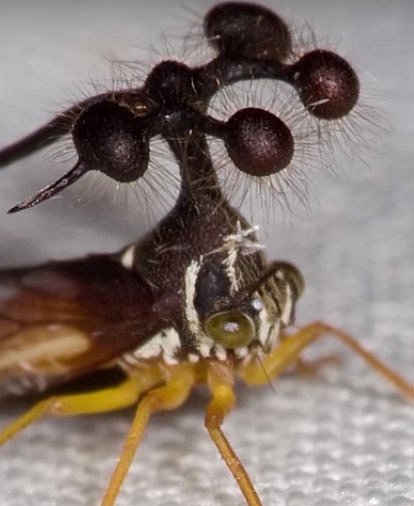 Tohle je podivná mutace skákavé kobylky. 