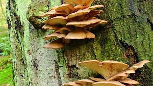 Hlíva je dřevokazná houba, která roste na živých i mrtvých listnatých stromech.