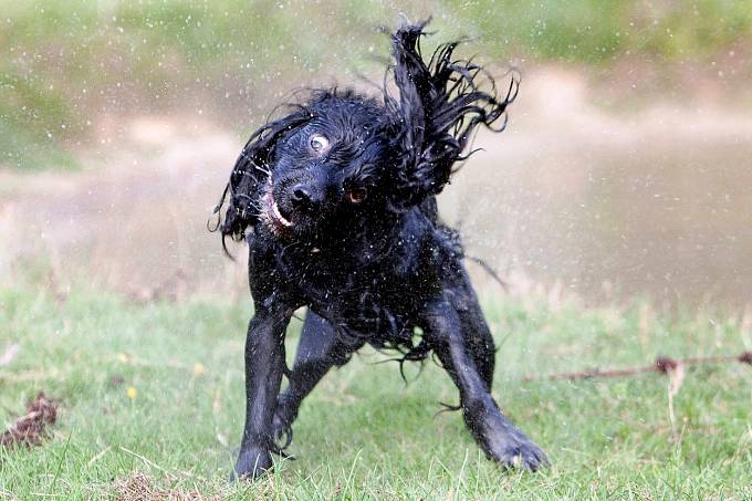 Božská fotka psa běžícího pro míček