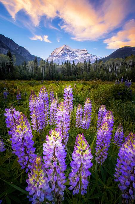 Mount Robson