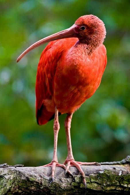 Trinidad a Tobago: Ibis rudý