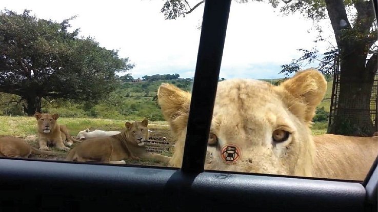 Lvice byla zvědavá, co je v autě.