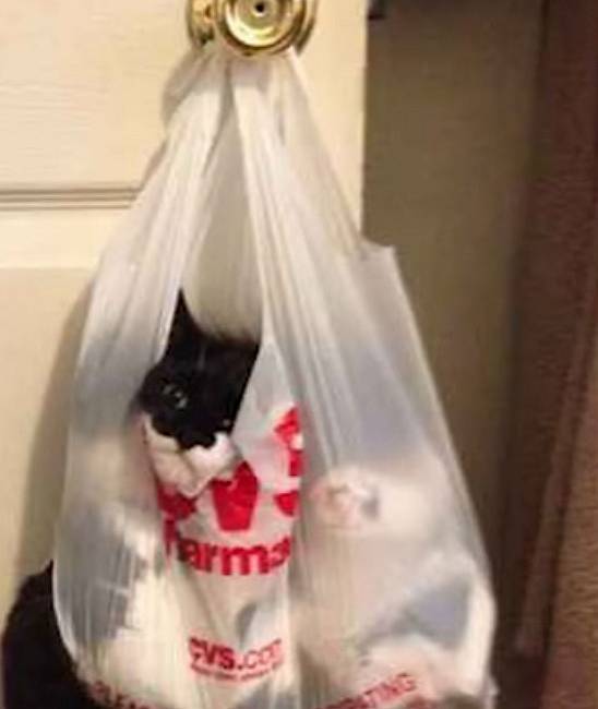 Nákupní kočka za dvacet tašek.