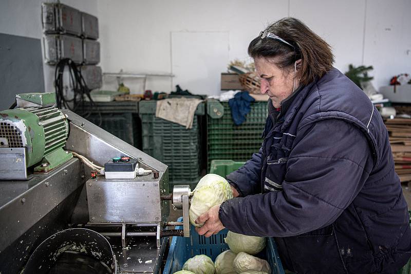 Výroba krouceného zelí v zahradnictví Poruba, 2. prosince 2021 v Ostravě. Narušení košťálu.