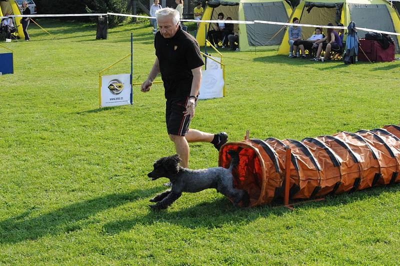 Ukázka agility. Ilustrační foto.