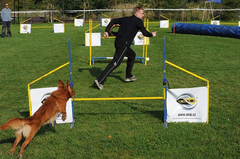 Ukázka agility. Ilustrační foto.