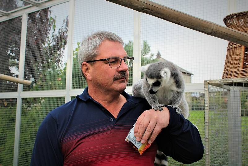 Chovatelé Pavel s Ivanou se doma v obci na Ostravsku starají o papouška žaka, lemury, zhruba padesát kosmanů neboli drápkatých opiček a několik želv o váze až padesát kilogramů. Podzim 2021, Ostravsko.