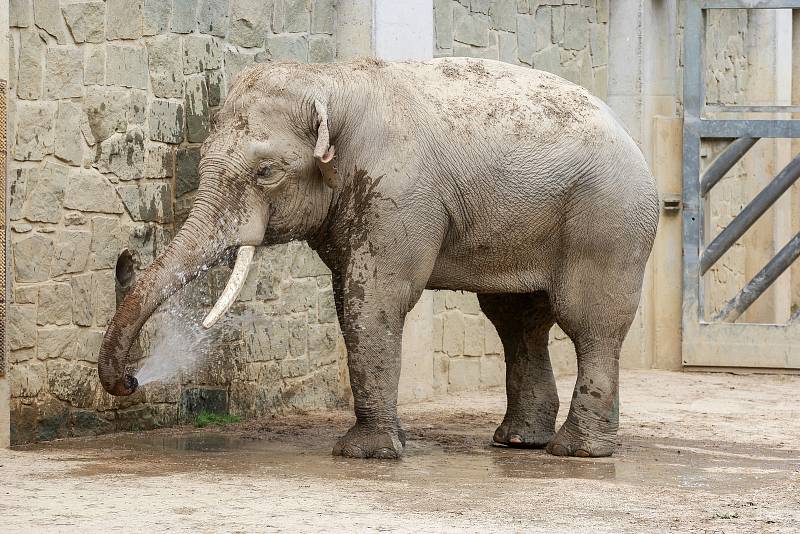 Nový sloní samec slona indického v ostravské ZOO.