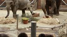 Sloní samičky Rashmi z ostravské zoo oslavila 5. narozeniny. 