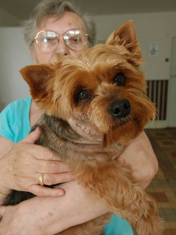 Devítiletého yorshírského teriéra Benyho pokousal zuřící pes na krku. Jeho páníček je hospitalizován ve Fakultní nemocnici v Ostravě.