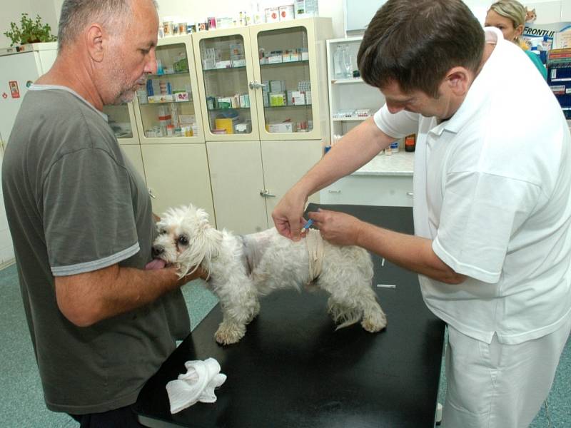 Maltézskému psíkovi Adamovi musel veterinář amputovat  kus tkáně na pravé straně hrudníku. Z nejhoršího je ale venku a měl by se uzdravit.