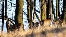 Naučnou stezku Obora Sovinec vytvořili členové Mysliveckého sdružení Fryčovice. Jejich obora se specializuje na chov vzácné zvěře, jelence viržinského (běloocasého). Fryčovice, 10. ledna 2021.