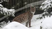 Zvířata v ostravské zoo v zimě regenerují. Chladnější počasí láká ven i exotická zvířata. 