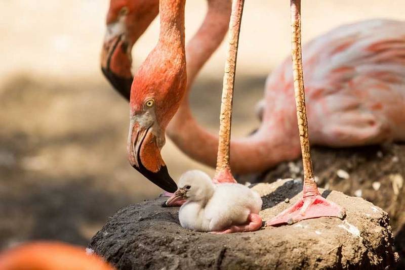 Plameňák kubánský v ostravské ZOO.