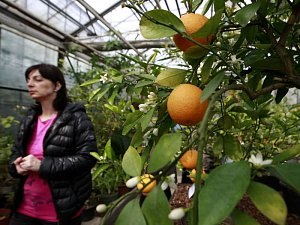 V Botanické zahradě Ostravské univerzity proběhla výstava citrusů.