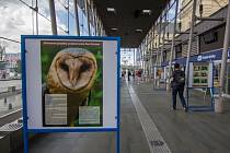 Cestující na vlakovém nádraží ve Svinově si mohou zkrátit čekání na rychlík prohlížením fotek z výstavy věnované záchranným projektům ostravské zoo.  
