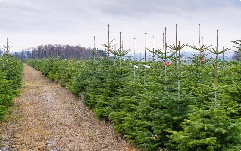 Vyhrajte poukaz v hodnotě 500,- Kč na vánoční stromeček.