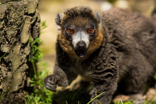 Lemur mongoz