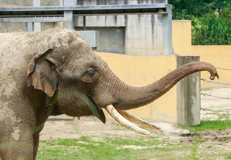 Nový sloní samec slona indického v ostravské ZOO.