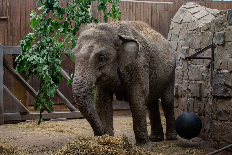 Slon v ostravské zoo, 19. srpna 2019.
