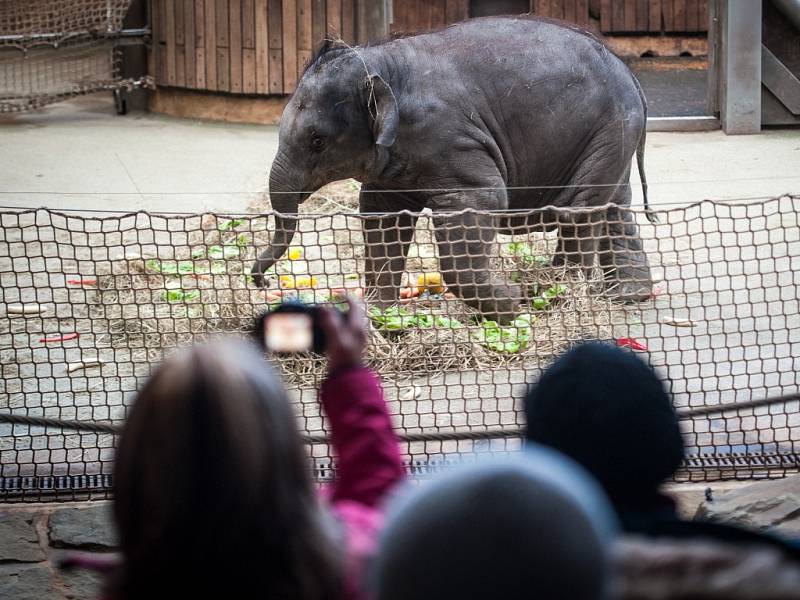 Oslava narozenin nejmladší slonice v ostravské ZOO. 