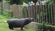 Hroši v ostravské zoo. Ilustrační foto.