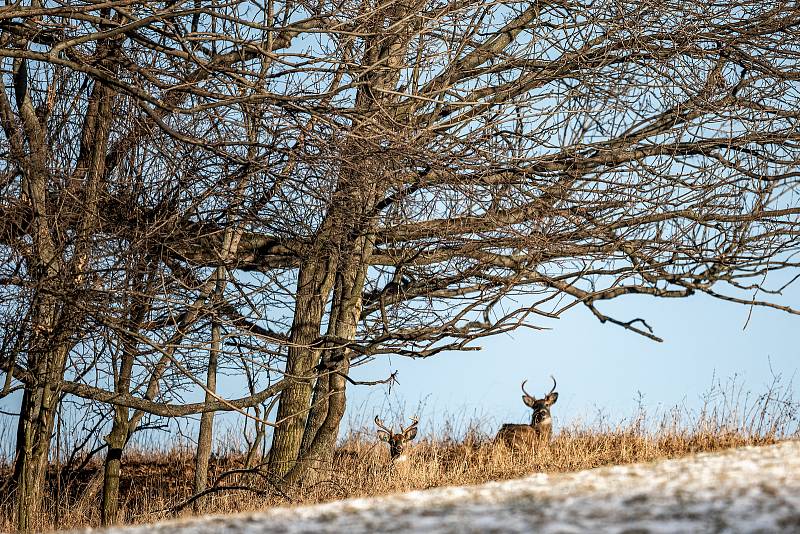 Naučnou stezku Obora Sovinec vytvořili členové Mysliveckého sdružení Fryčovice. Jejich obora se specializuje na chov vzácné zvěře, jelence viržinského (běloocasého). Fryčovice, 10. ledna 2021.