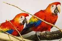 Krásní „duhoví“ papoušci Ara arakanga.