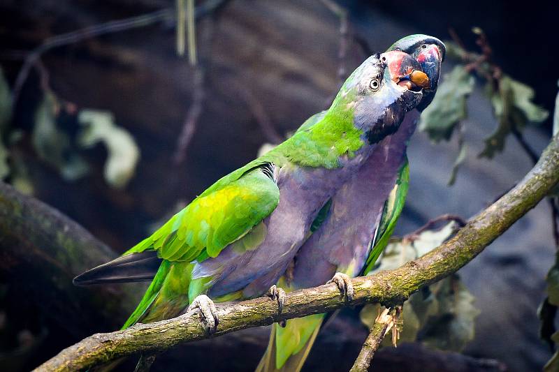 Návštěvníci ostravské zoologické zahrady mají od tohoto týdne možnost vidět nový druh – středně velkého pestrého papouška alexandra čínského, 7. zaří 2018 v Ostravě.