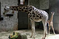 Malá žirafa, která je potomkem třináctiletého samce Kabu a dvacetileté samice Cronkity, dostala jméno. Děti z občanského sdružení Linie radosti pro ni vybraly symbolicky jméno Radost.  